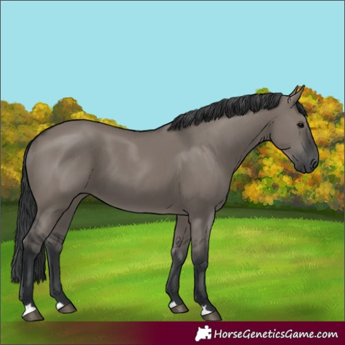 Horse Color:Grullo 