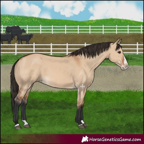 Horse Color:Bay Dun Splash 