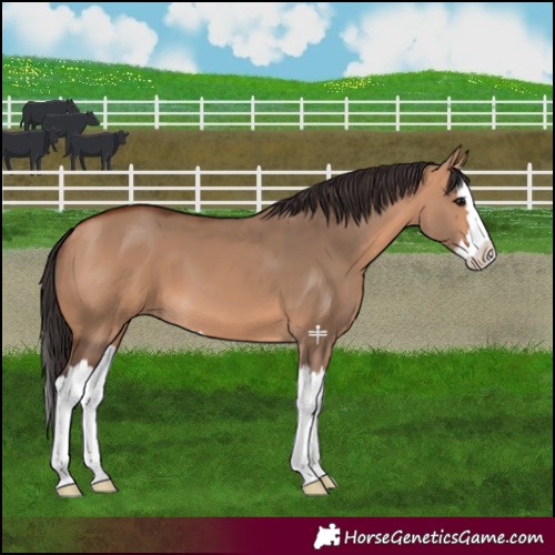 Horse Color:Bay Dun Splash 