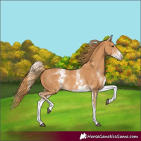 Horse Color:White Spotted Chestnut 