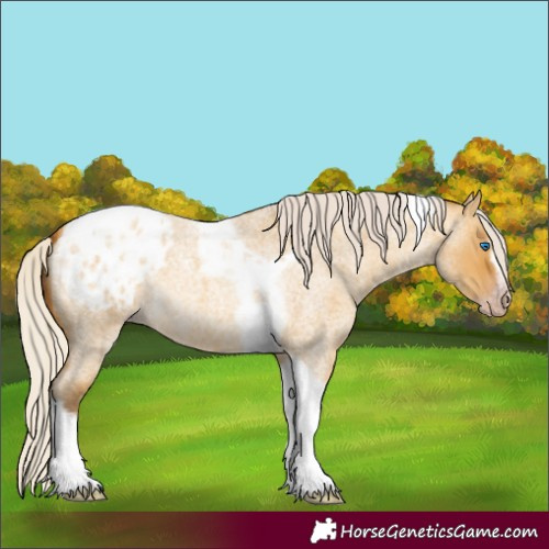 Horse Color:Gray Silver Amber Cream Champagne Roan Dun Splash Tobiano Frame Appaloosa Rabicano 