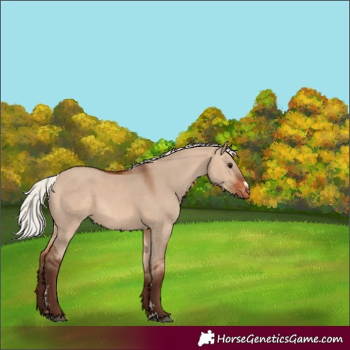 Horse Color:Silver Brown Dun Varnish
