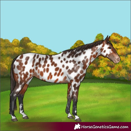Horse Color:Bay Appaloosa 