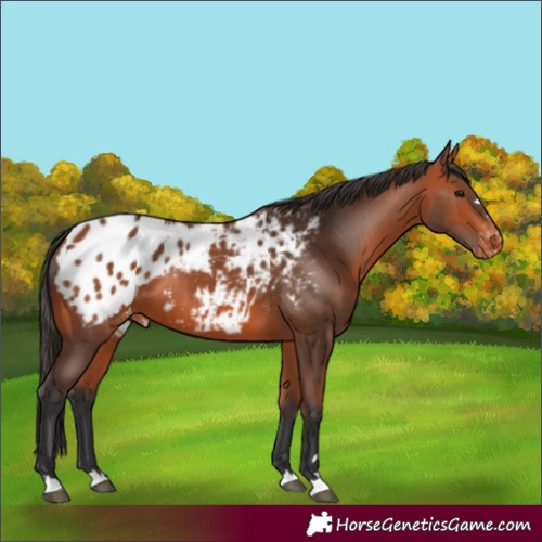 Horse Color:Bay Appaloosa 