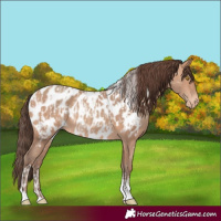 Horse Color:Amber Champagne Sabino Tobiano Appaloosa and Amber Champagne Sabino Tobiano Appaloosa