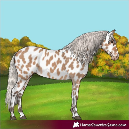 Horse Color:Silver Brown Dun Appaloosa 