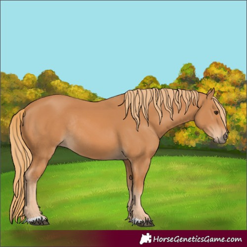 Horse Color:Chestnut Rabicano