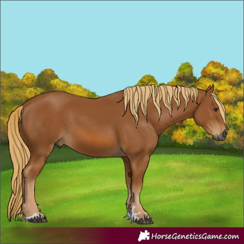 Horse Color:Gray Chestnut 