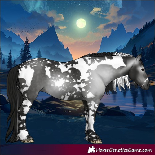 Horse Color:Gray Black Tobiano 
