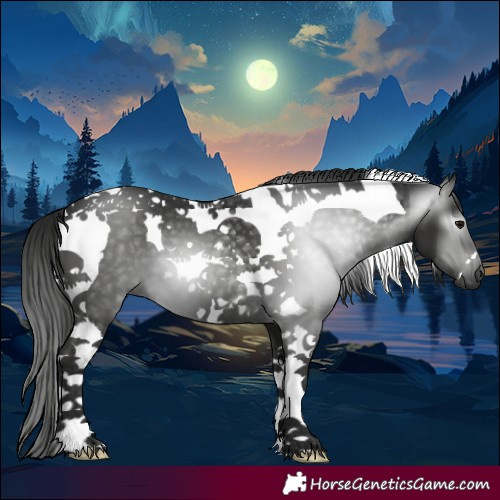 Horse Color:Gray Black Tobiano 