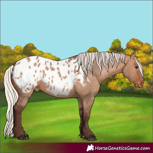 Horse Color:Silver Brown Dun Appaloosa 