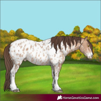 Horse Color:Amber Champagne Sabino Tobiano Appaloosa and Amber Champagne Sabino Tobiano Appaloosa