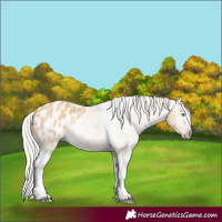 Horse Color:Gray Silver Amber Cream Champagne Roan Dun Splash Tobiano Frame Appaloosa Rabicano