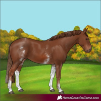 Horse Color:White Spotted Chestnut 