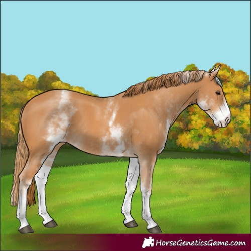 Horse Color:White Spotted Chestnut 
