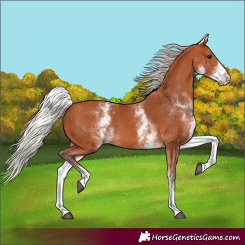 Horse Color:White Spotted Silver Bay 