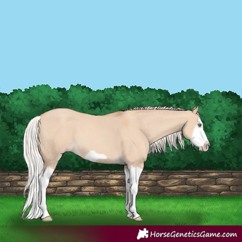 Horse Color:Silver Classic Champagne Dun Splash Frame 