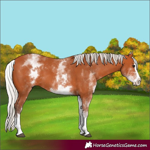 Horse Color:White Spotted Silver Bay Splash 