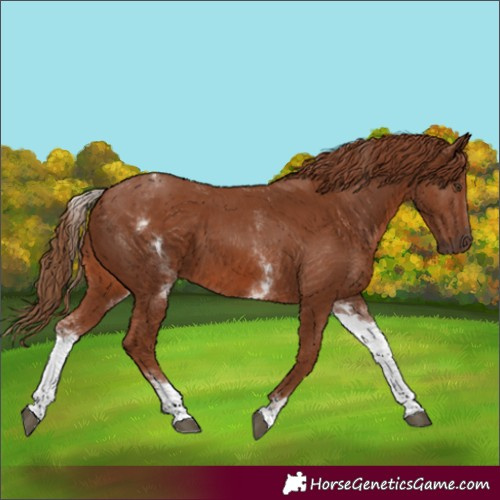 Horse Color:White Spotted Chestnut