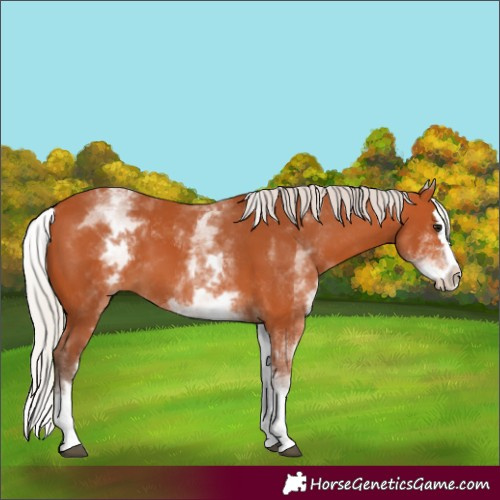 Horse Color:White Spotted Silver Bay Splash 