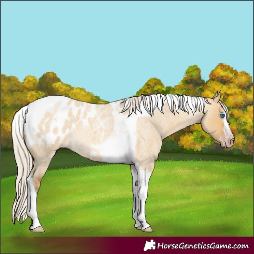 Horse Color:Gray Silver Amber Cream Champagne Roan Dun Splash Tobiano Frame Blanket Rabicano 
