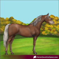 Horse Color:Gray Silver Black Pearl