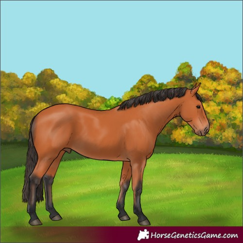 Horse Color:Bay 