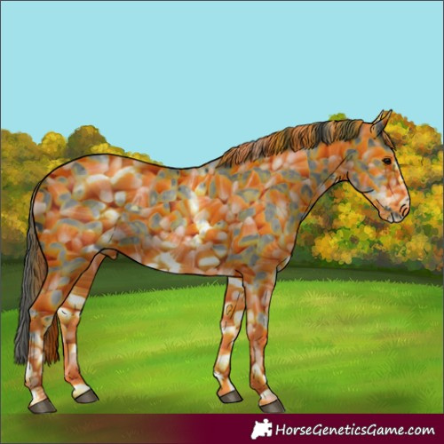 Horse Color:White Spotted Black Sabino Frame