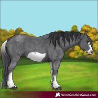 Horse Color:White Spotted Black Sabino Frame 