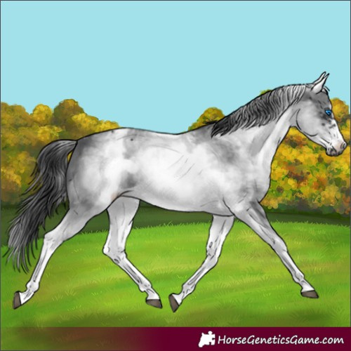 Horse Color:White Spotted Black Sabino Frame