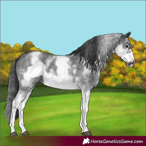 Horse Color:White Spotted Black Sabino Frame