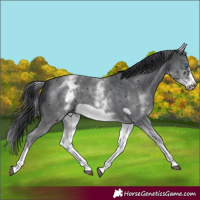 Horse Color:White Spotted Black Sabino Frame