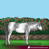Horse Color:White Spotted Black Sabino Frame 