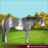Horse Color:White Spotted Black Sabino Frame