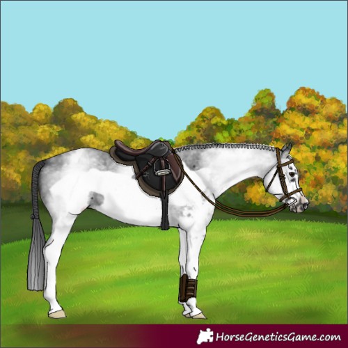 Horse Color:White Spotted Black Sabino Frame 