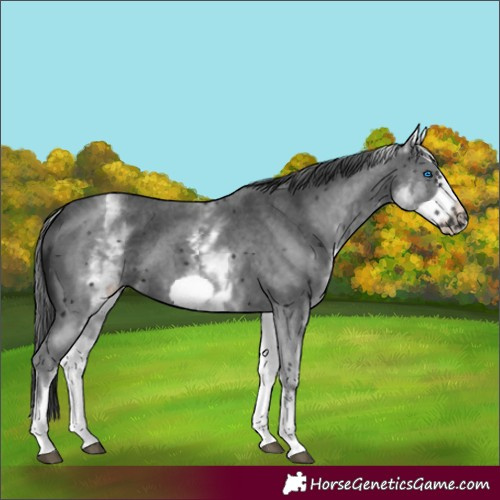 Horse Color:White Spotted Black Sabino Frame