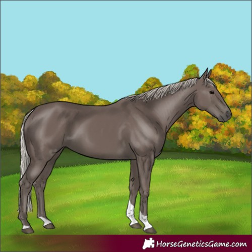 Horse Color:Silver Black Tobiano 