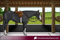 Horse Color:Black 
