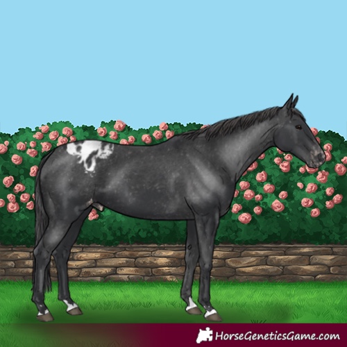 Horse Color:Black Appaloosa 