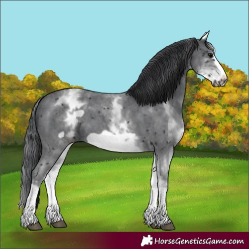 Horse Color:White Spotted Black Sabino Frame