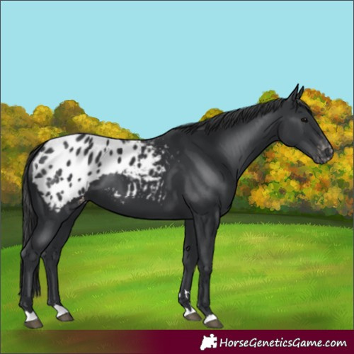 Horse Color:Black Appaloosa 