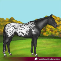 Horse Color:Black Appaloosa 