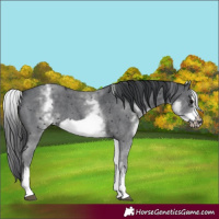 Horse Color:Unknown 