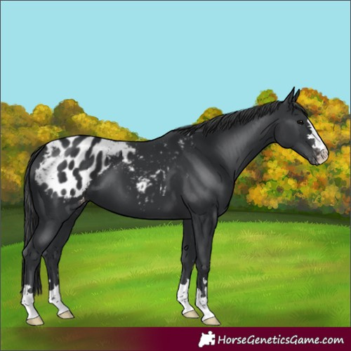 Horse Color:Black Appaloosa
