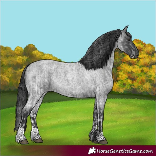 Horse Color:White Spotted Blue Roan Rabicano  and Blue Roan Rabicano 