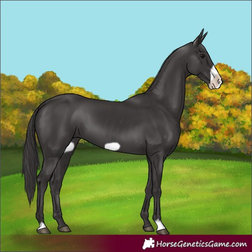 Horse Color:Smoky Black Frame 