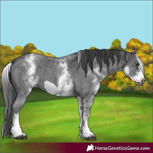 Horse Color:White Spotted Black Sabino Frame