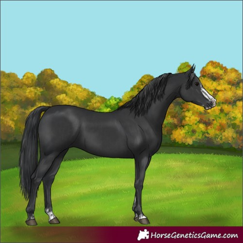 Horse Color:Black  and Black Splash 