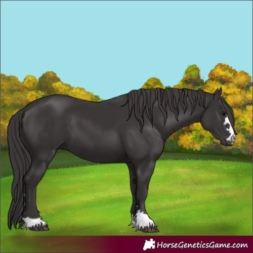 Horse Color:Smoky Black 