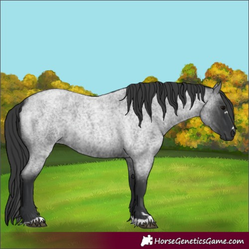 Horse Color:Blue Roan 